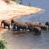 Chobe - Elephants